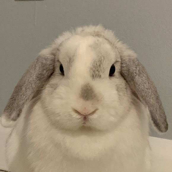 Meet your Posher, Faith - Picture 1 of 1